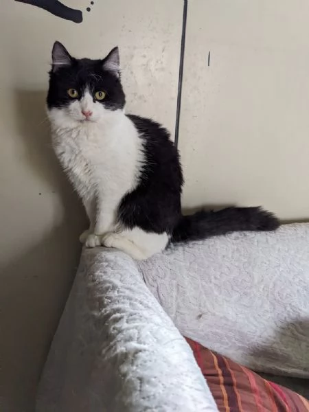 TEQUILA - gattina pelo lungo di 7 mesi | Foto 3