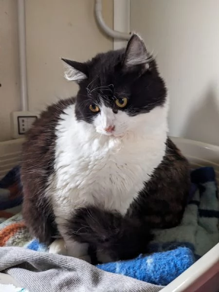 TEQUILA - gattina pelo lungo di 7 mesi