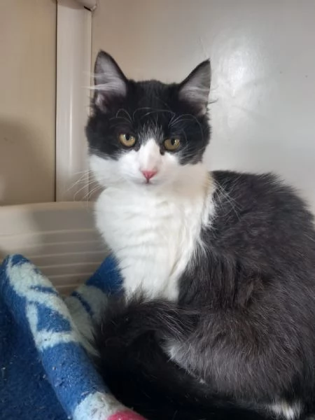 TEQUILA - gattina pelo lungo di 7 mesi | Foto 2