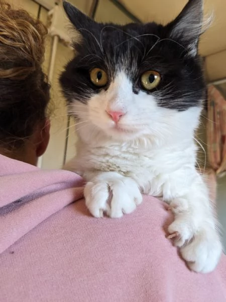 TEQUILA - gattina pelo lungo di 7 mesi | Foto 1