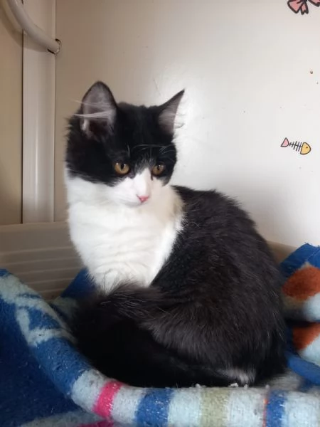 TEQUILA - gattina pelo lungo di 7 mesi | Foto 0