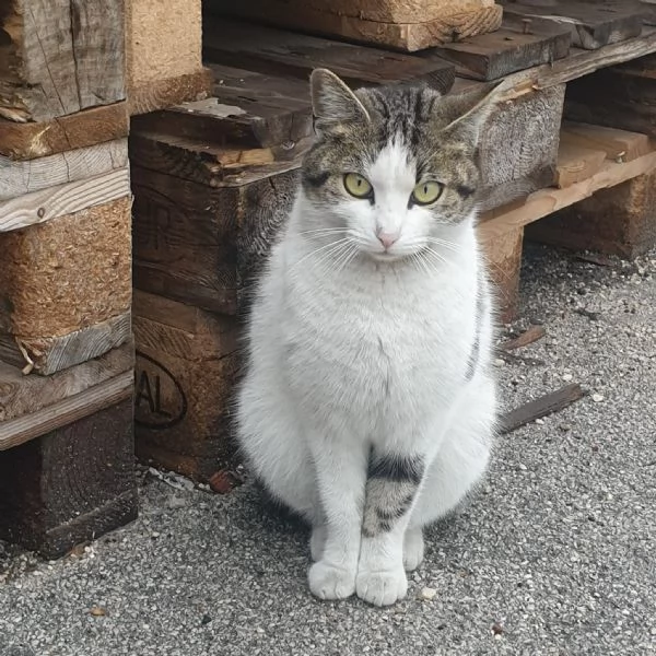 PRINCIPESSA - gattina di 2 anni