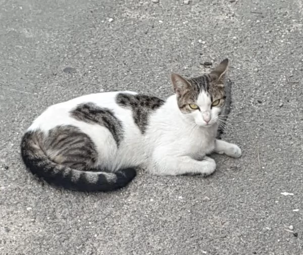 PRINCIPESSA - gattina di 2 anni | Foto 2