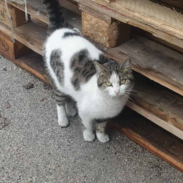 PRINCIPESSA - gattina di 2 anni | Foto 1