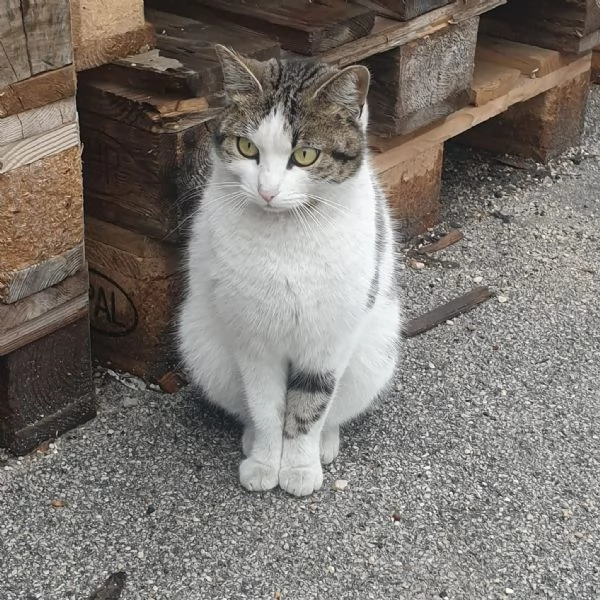 PRINCIPESSA - gattina di 2 anni | Foto 0