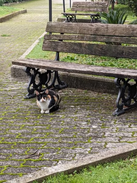 MASCHERINA - gattina di 1 anno | Foto 4