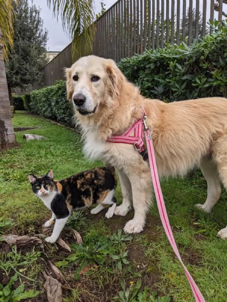 MASCHERINA - gattina di 1 anno | Foto 3