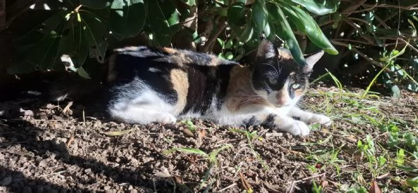 MASCHERINA - gattina di 1 anno | Foto 2