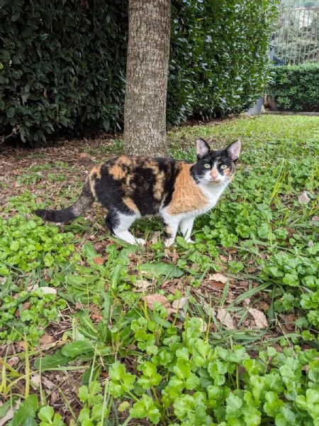 MASCHERINA - gattina di 1 anno | Foto 1