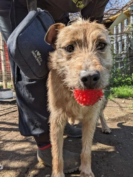 TOMMY - cagnolino di 5 anni - taglia media | Foto 4