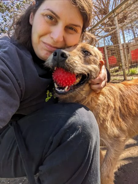 TOMMY - cagnolino di 5 anni - taglia media | Foto 3