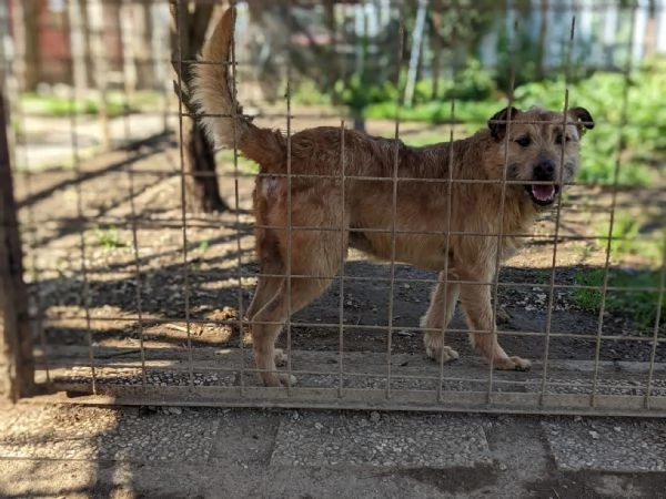 TOMMY - cagnolino di 5 anni - taglia media | Foto 2