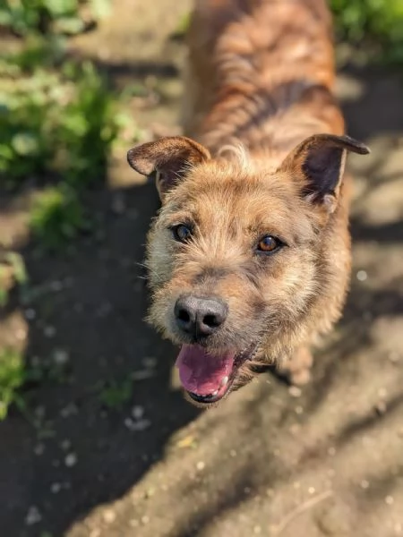 TOMMY - cagnolino di 5 anni - taglia media | Foto 1