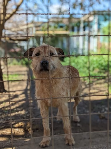 TOMMY - cagnolino di 5 anni - taglia media