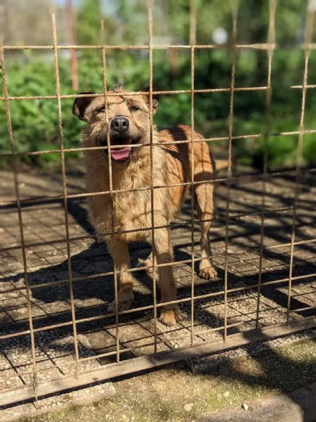 TOMMY - cagnolino di 5 anni - taglia media | Foto 0