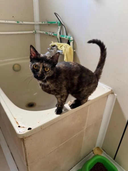 STREGA - gattina tartarugata di 10 mesi | Foto 2