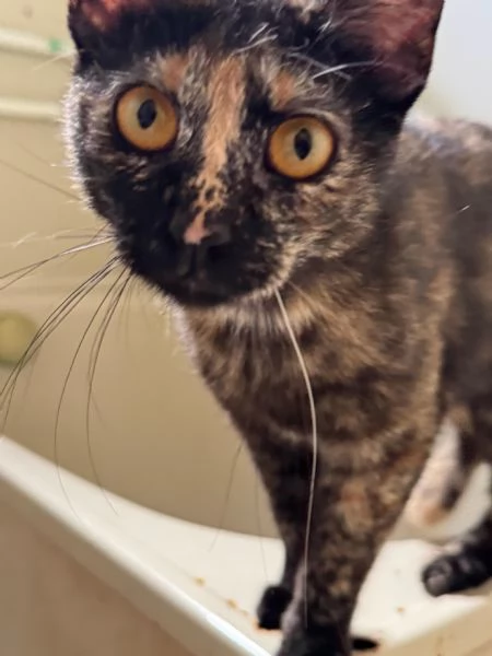 STREGA - gattina tartarugata di 10 mesi | Foto 1