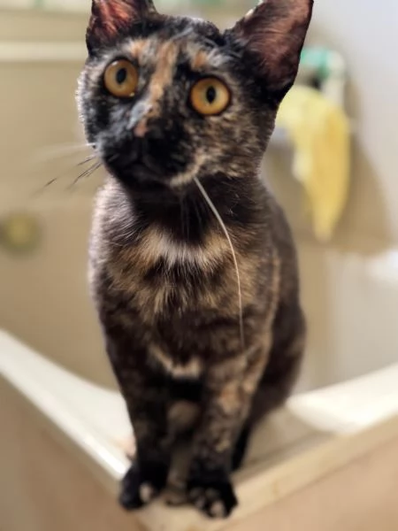 STREGA - gattina tartarugata di 10 mesi | Foto 0