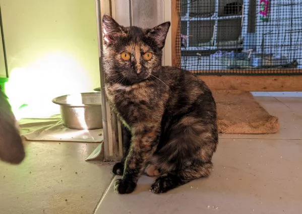 STREGA - gattina tartarugata di 10 mesi