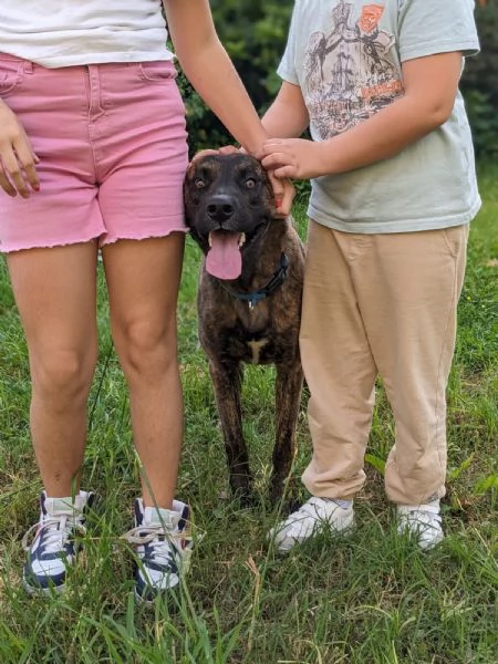 BEAR - cane di 2 anni e mezzo | Foto 4