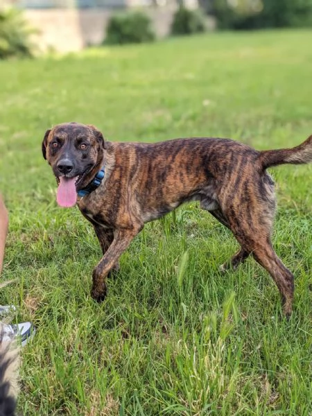 BEAR - cane di 2 anni e mezzo