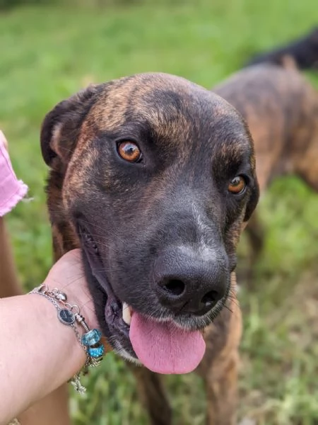 BEAR - cane di 2 anni e mezzo | Foto 3