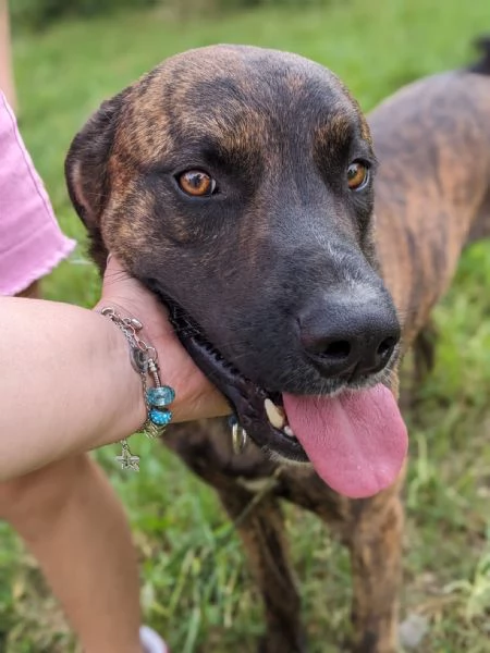 BEAR - cane di 2 anni e mezzo | Foto 2