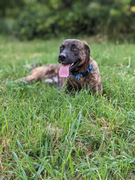 BEAR - cane di 2 anni e mezzo | Foto 1