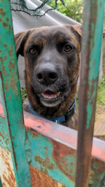 BEAR - cane di 2 anni e mezzo | Foto 0