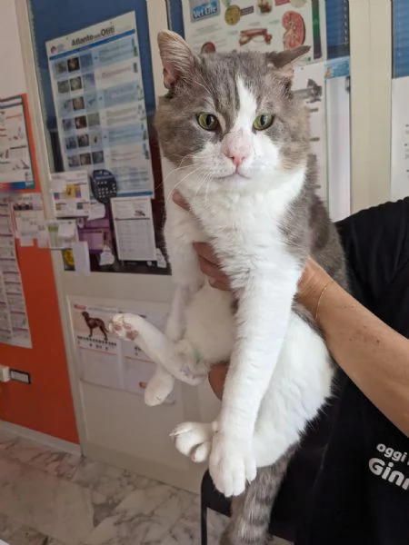 MICIO - gattone di 3 anni | Foto 4