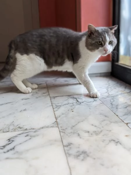 MICIO - gattone di 3 anni | Foto 3