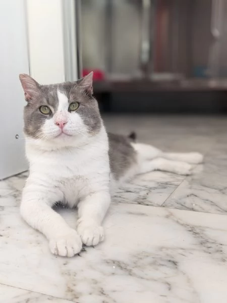 MICIO - gattone di 3 anni