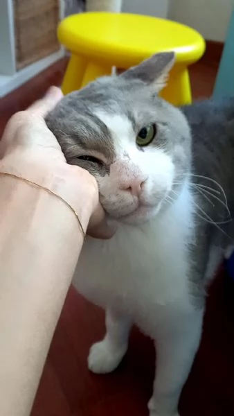 MICIO - gattone di 3 anni | Foto 0