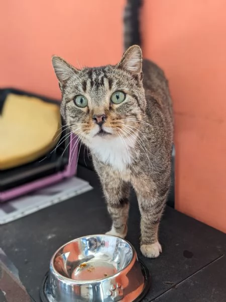 CALZINO - gattino di 3 anni | Foto 4