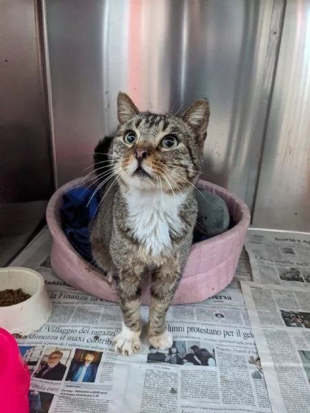 CALZINO - gattino di 3 anni | Foto 3