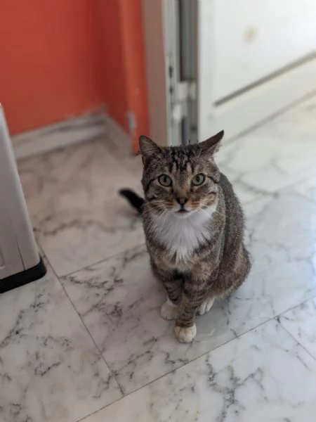 CALZINO - gattino di 3 anni | Foto 2