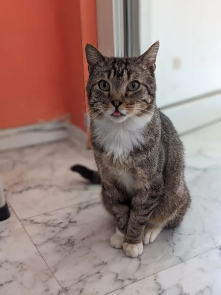CALZINO - gattino di 3 anni | Foto 1