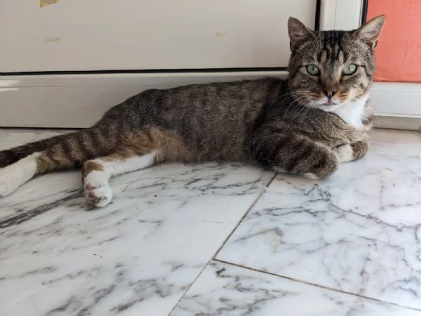 CALZINO - gattino di 3 anni