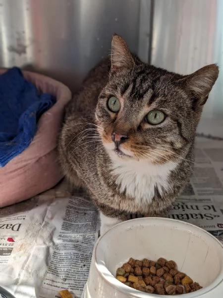 CALZINO - gattino di 3 anni | Foto 0