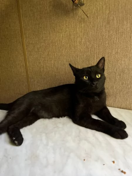 ROBERTO - gatto nero di 2 anni
