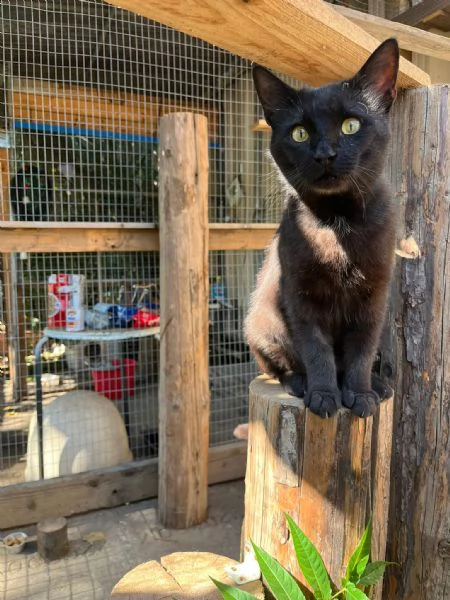 ROBERTO - gatto nero di 2 anni | Foto 2
