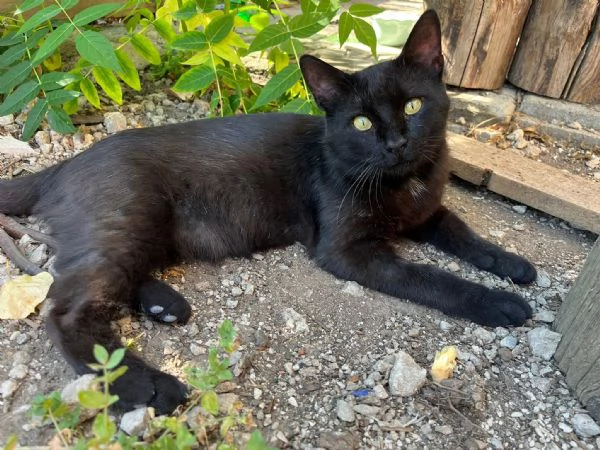ROBERTO - gatto nero di 2 anni | Foto 1