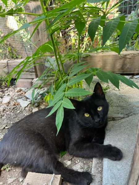 ROBERTO - gatto nero di 2 anni | Foto 0