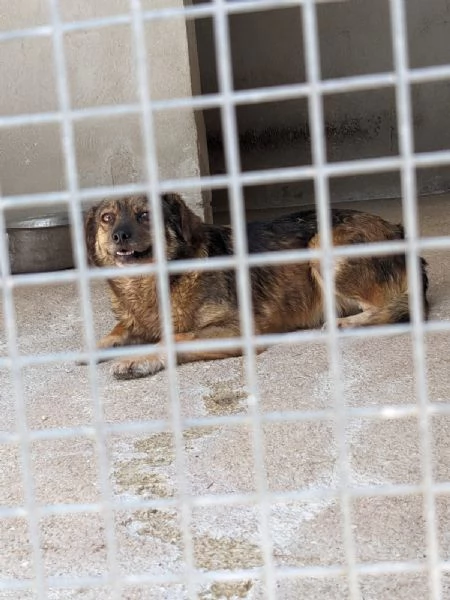 PICCOLA - cagnolina di 1 anno e mezzo - taglia piccola | Foto 1