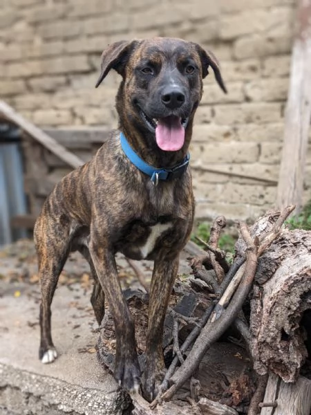 BEAR - cane di 3 anni - taglia media