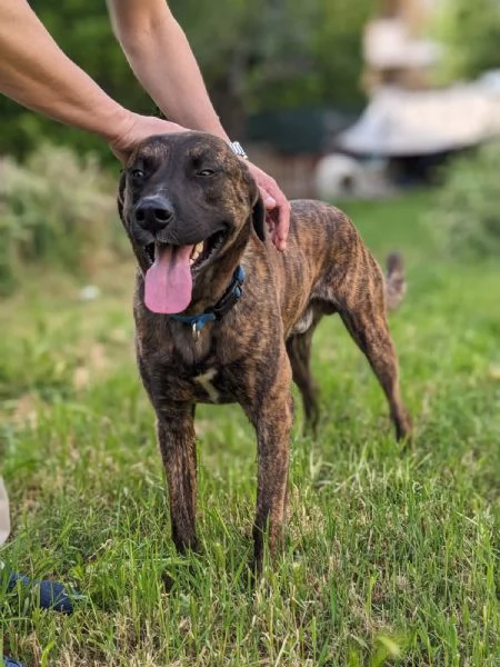 BEAR - cane di 3 anni - taglia media | Foto 3