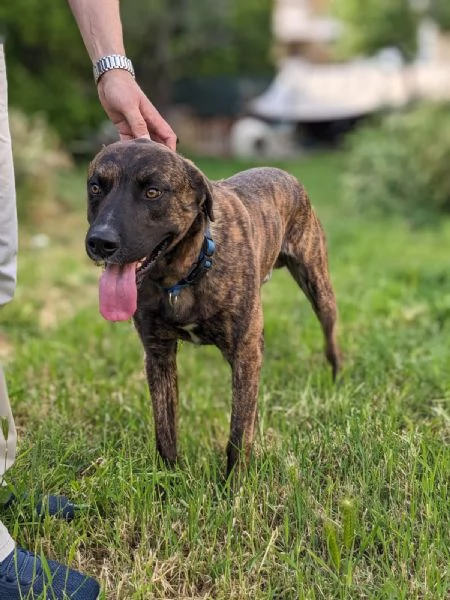 BEAR - cane di 3 anni - taglia media | Foto 1