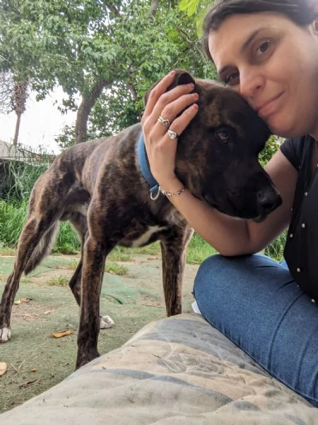 BEAR - cane di 3 anni - taglia media | Foto 0