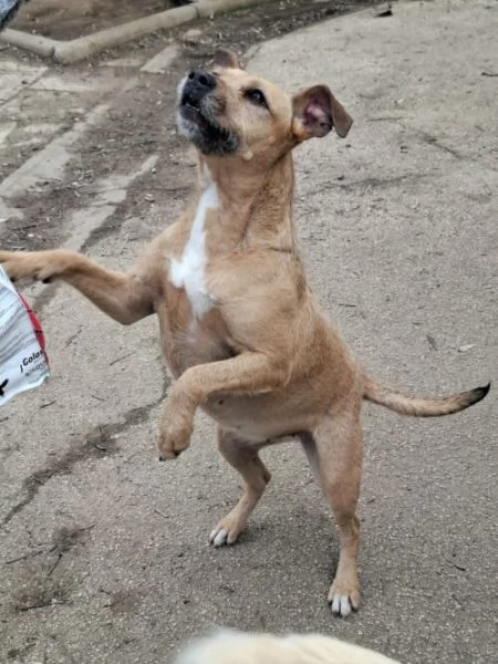 DEMI - cagnolina di 3 anni - taglia media contenuta | Foto 5