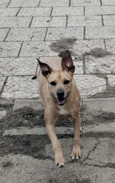 DEMI - cagnolina di 3 anni - taglia media contenuta | Foto 4